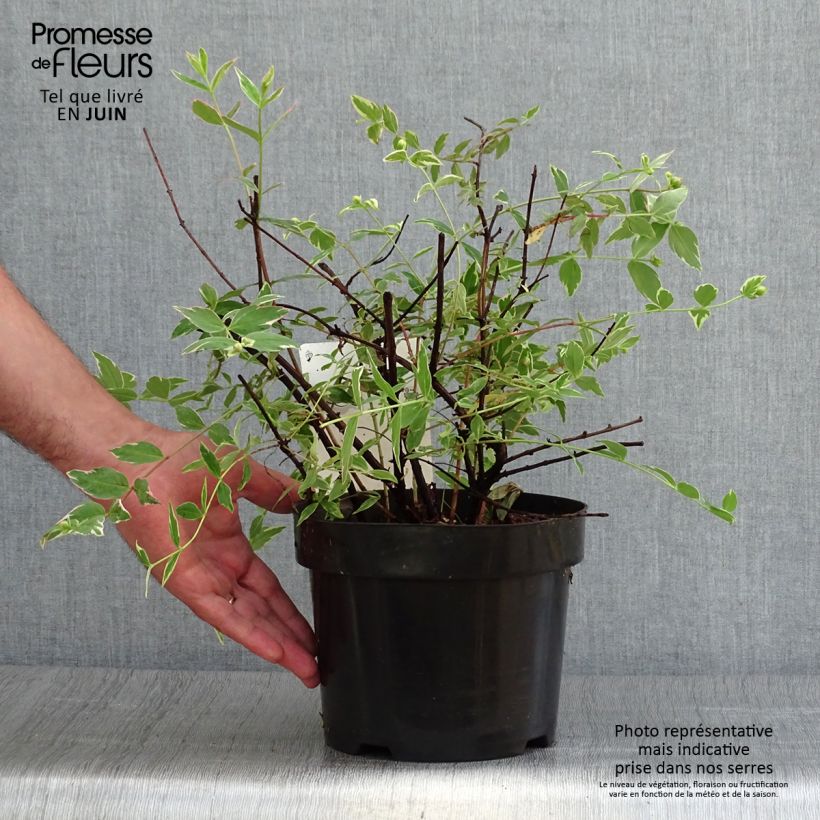 Ejemplar de Hypericum moserianum Tricolor - Hipérico Maceta 3L/4LAltura de entrega aprox. 25/30cm entregado en verano