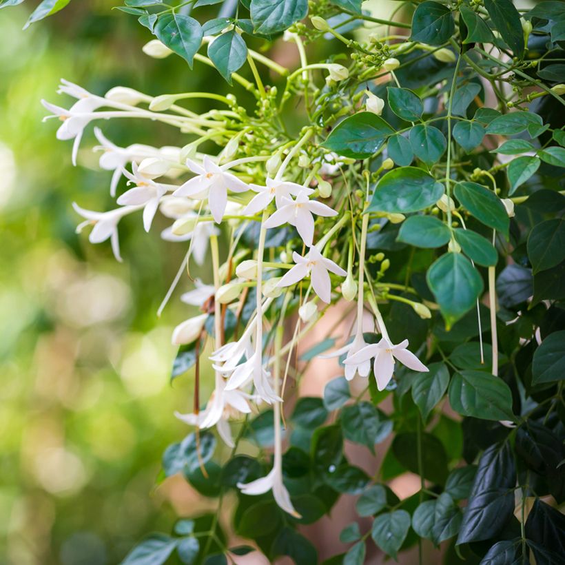 Millingtonia hortensis (Floración)