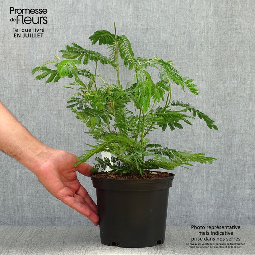 Ejemplar de Acacia dealbata - Mimosa plateada Maceta 2L/3LAltura de entrega aprox. 40cm entregado en verano