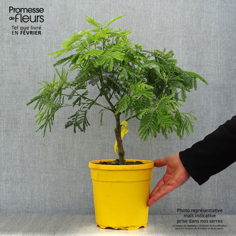 Acacia dealbata - Mimosa plateada Maceta 4L/5L Ejemplar entregado en invierno