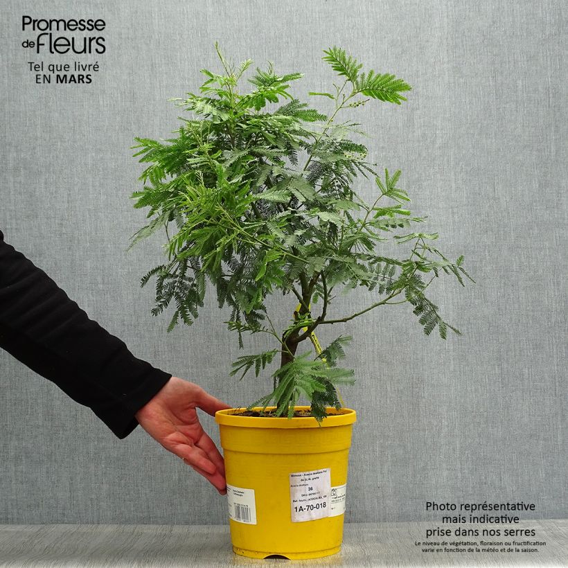Acacia dealbata - Mimosa plateada Maceta 3L/4LAltura de entrega aprox. 40/+cm Ejemplar entregado en la primavera