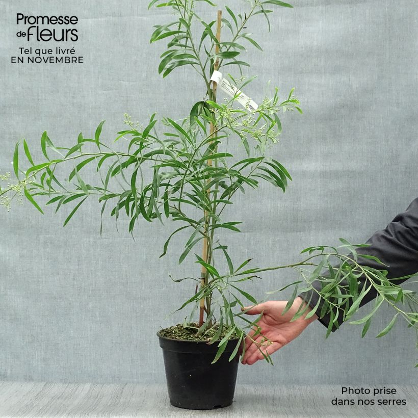 Ejemplar de Acacia retinodes Lisette Maceta 2L/3L entregado en otoño