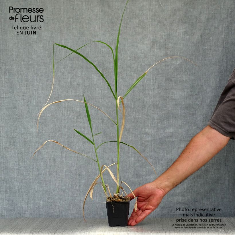 Ejemplar de Miscanthus giganteus Maceta de 8/9 cm entregado en verano