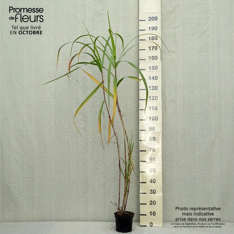 Ejemplar de Miscanthus giganteus Maceta 2L/3L entregado en otoño