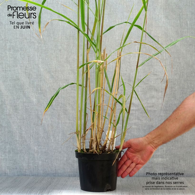 Ejemplar de Miscanthus giganteus Maceta 2L/3L entregado en verano