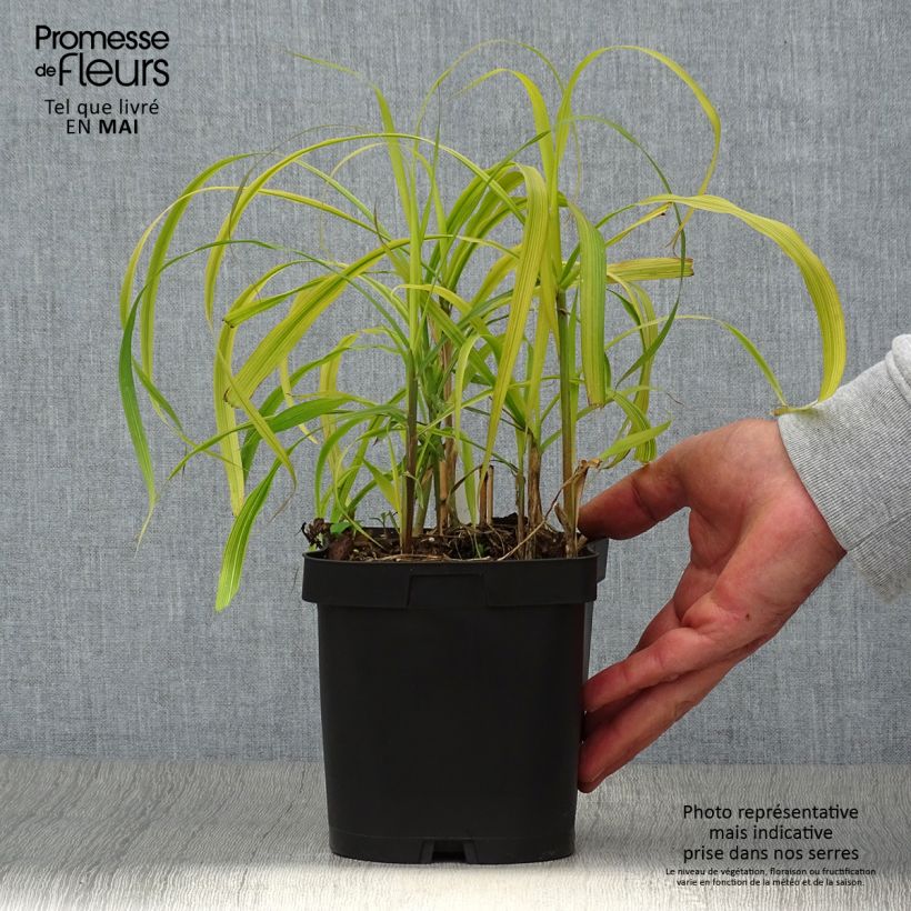 Miscanthus sacchariflorus - Roseau de Chine en pot de 2/3 litres Ejemplar entregado en la primavera