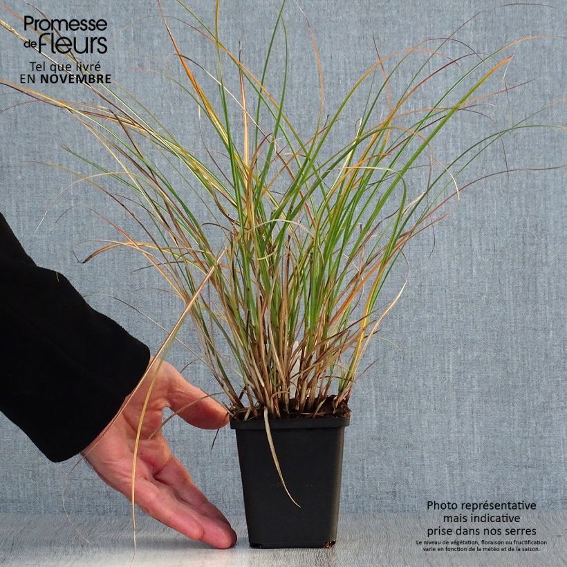 Ejemplar de Miscanthus sinensis Adagio Maceta de 8/9 cm entregado en otoño