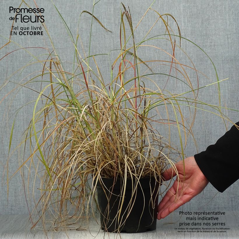 Ejemplar de Miscanthus sinensis Adagio Maceta 2L/3L entregado en otoño