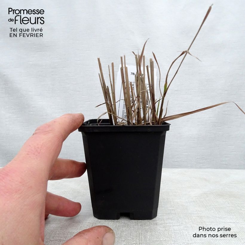 Miscanthus sinensis Afrika Maceta de 8/9 cm Ejemplar entregado en invierno