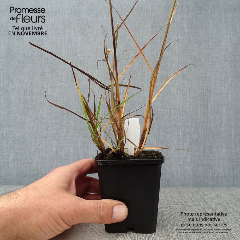 Ejemplar de Miscanthus sinensis Aperitiv Maceta de 8/9 cm entregado en otoño
