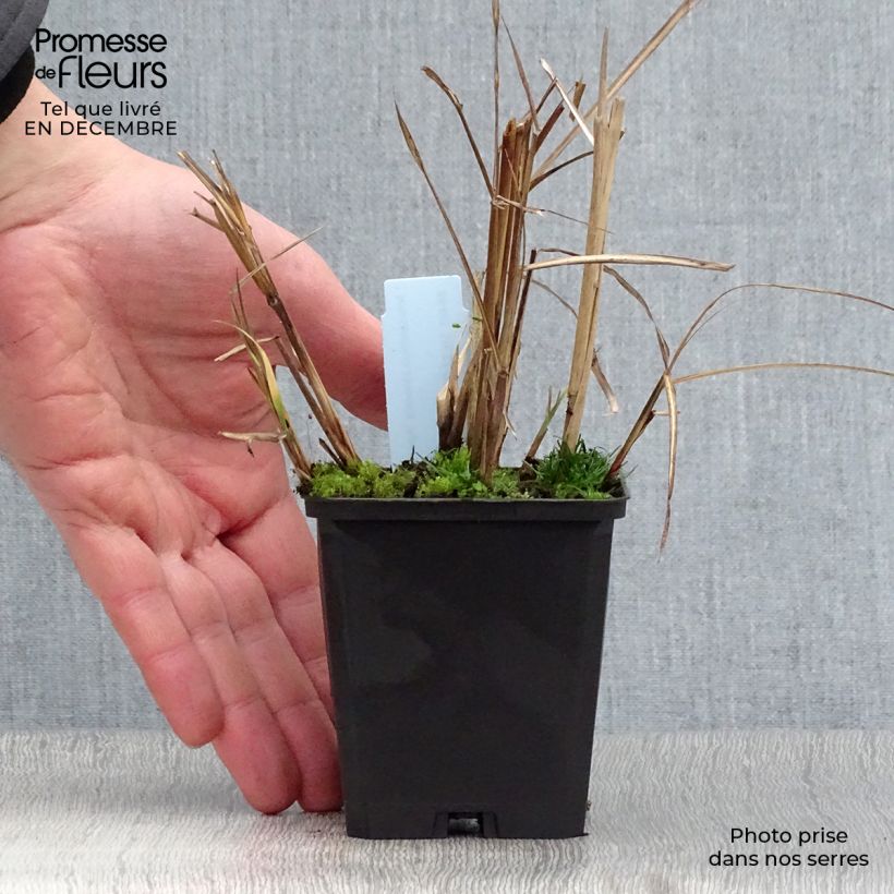 Miscanthus sinensis Aperitiv (Aperitif) - Roseau de Chine Godet de 9cm Ejemplar entregado en invierno