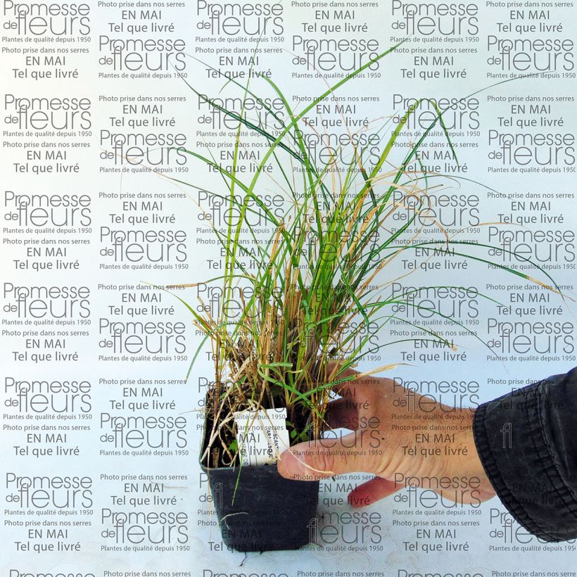 Ejemplo de ejemplar de Miscanthus sinensis Arabesque Maceta de 8/9 cm tal y como se entrega