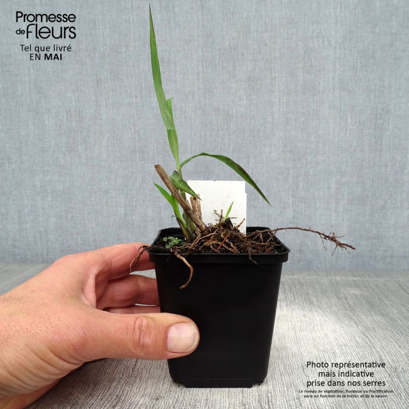 Miscanthus sinensis China - Eulalie - Roseau de Chine Godet de 9cm Ejemplar entregado en la primavera