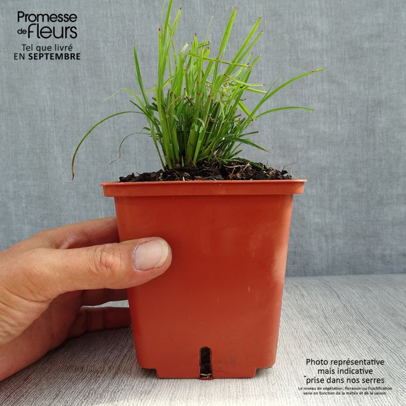 Ejemplar de Miscanthus sinensis Cute One Maceta 1L/1,5L entregado en otoño