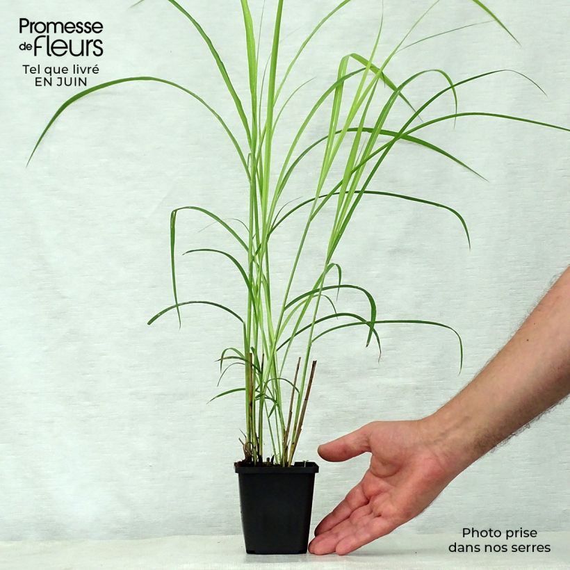 Ejemplar de Miscanthus sinensis Dronning Ingrid - Roseau de Chine en godet de 9 cm entregado en verano