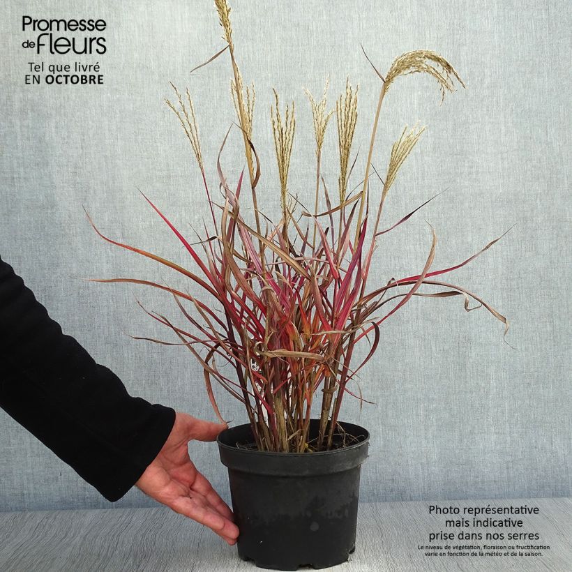 Ejemplar de Miscanthus sinensis Dronning Ingrid Maceta 1,5L/2L entregado en otoño