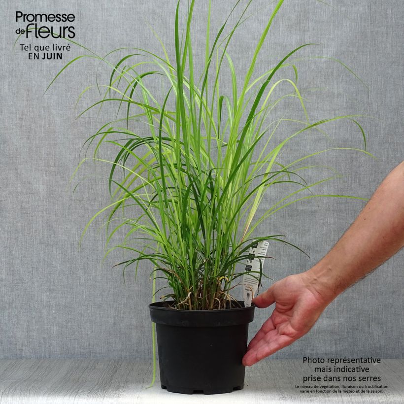 Ejemplar de Miscanthus sinensis Dronning Ingrid - Roseau de Chine en pot de 1.5/2 litres entregado en verano