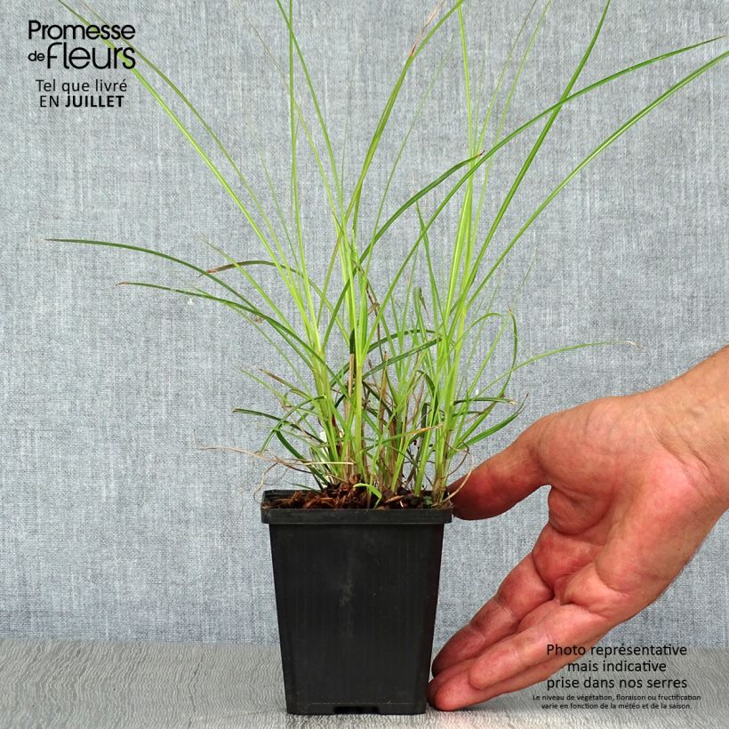 Ejemplar de Miscanthus sinensis Flamingo - Eulalie - Roseau de Chine en godet de 9 cm entregado en verano