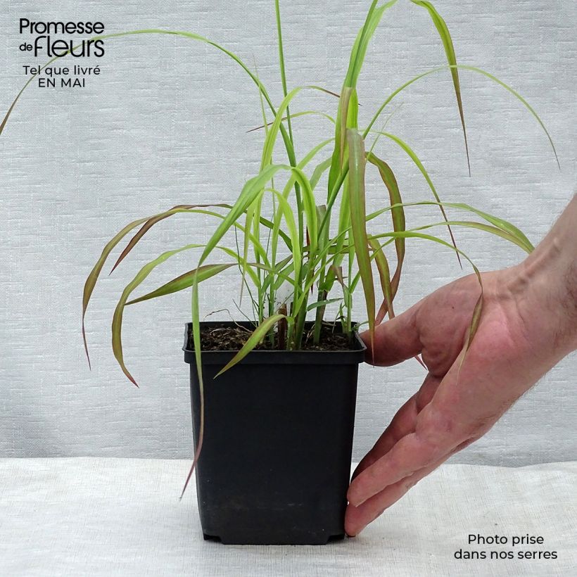 Miscanthus sinensis Ghana Maceta de 8/9 cm Ejemplar entregado en la primavera
