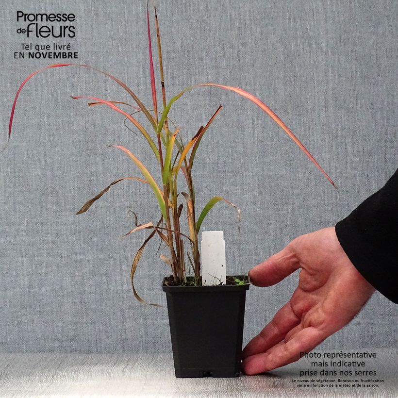 Ejemplar de Miscanthus sinensis Ghana Maceta de 8/9 cm entregado en otoño