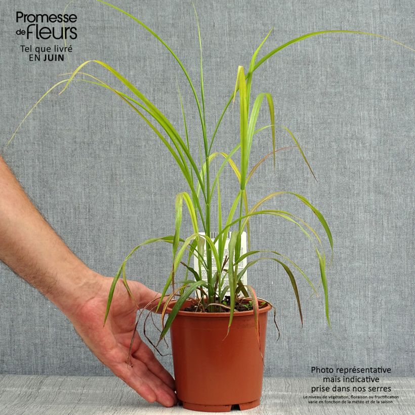 Ejemplar de Miscanthus sinensis Ghana Maceta 1L/1,5L entregado en verano