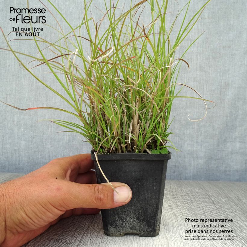 Ejemplar de Miscanthus sinensis Gnom - Eulalie, Roseau de Chine Godet de 8/9 cm entregado en verano