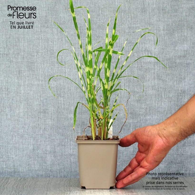 Ejemplar de Miscanthus sinensis Gold Bar Maceta de 8/9 cm entregado en verano