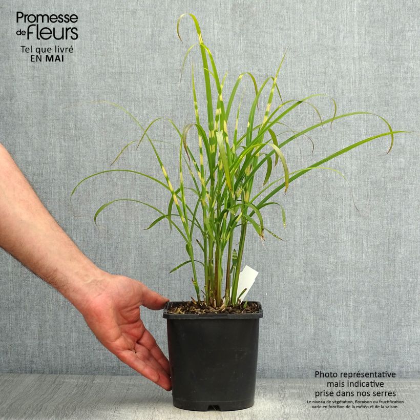 Miscanthus sinensis Gold Bar - Roseau de Chine pot de 2L/3L Ejemplar entregado en la primavera