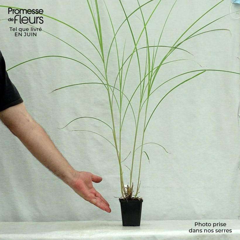 Ejemplar de Miscanthus sinensis Kaskade Maceta de 8/9 cm entregado en verano