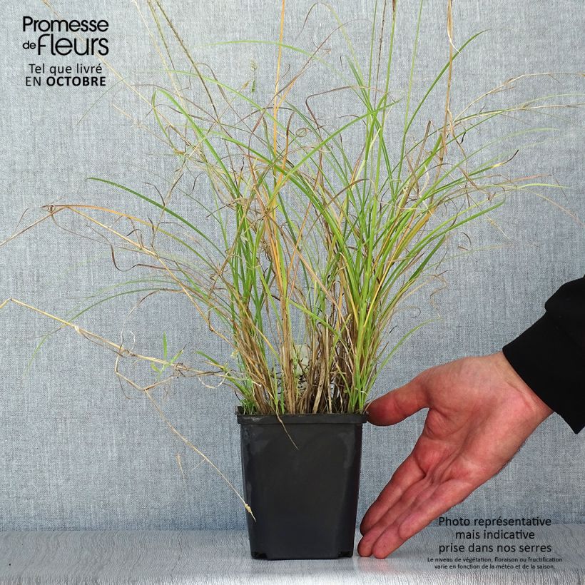 Ejemplar de Miscanthus sinensis Kleine Silberspinne Maceta de 8/9 cm entregado en otoño