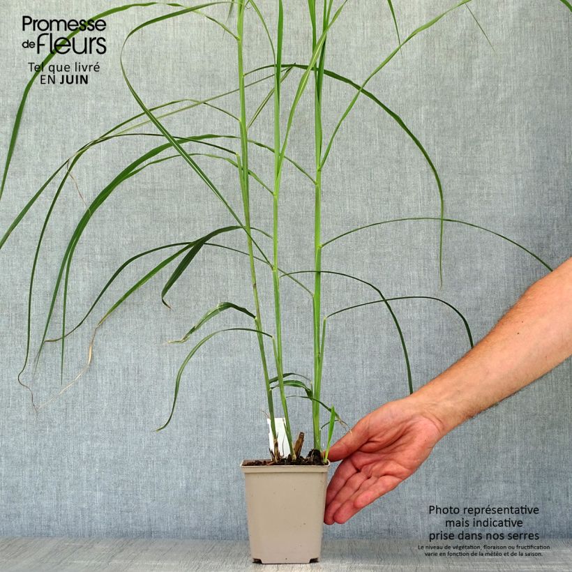 Ejemplar de Miscanthus sinensis Malepartus - Eulalie, Roseau de Chine Godet de 9cm entregado en verano