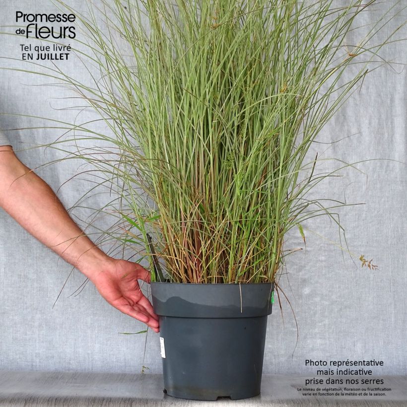 Ejemplar de Miscanthus sinensis Morning Light - Eulalie, Roseau de Chine Pot de 7,5L/10L entregado en verano