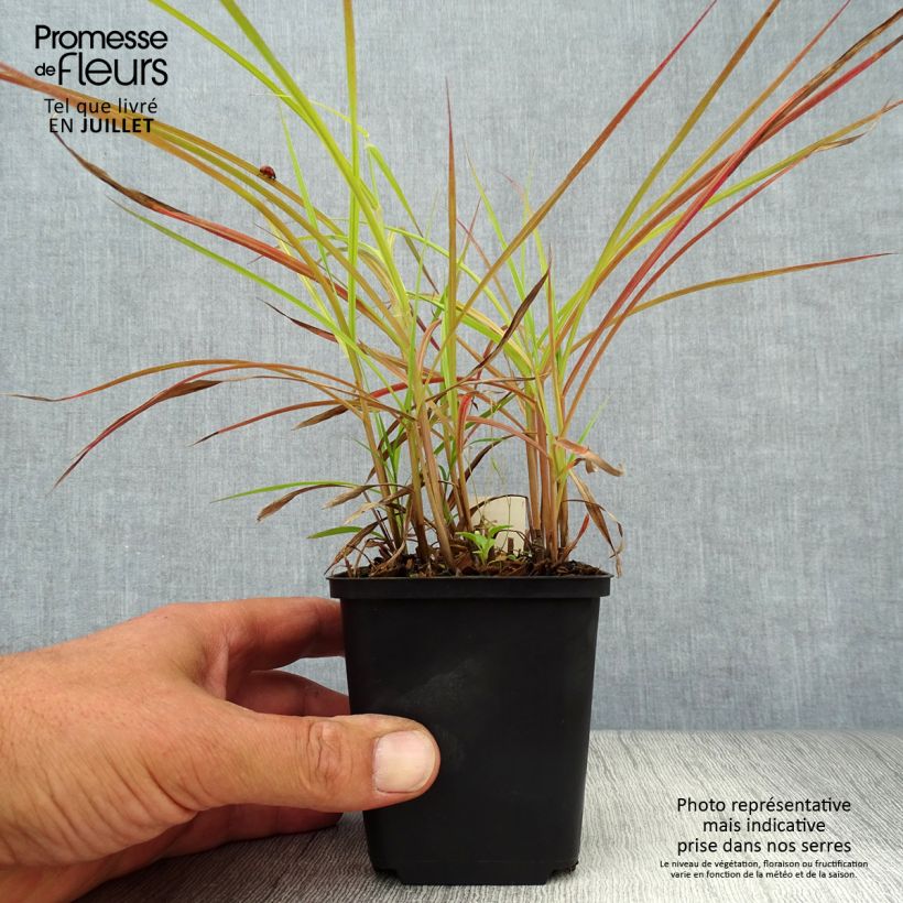 Ejemplar de Miscanthus sinensis Nippon - Eulalie, Roseau de Chine Godet de 8/9 cm entregado en verano