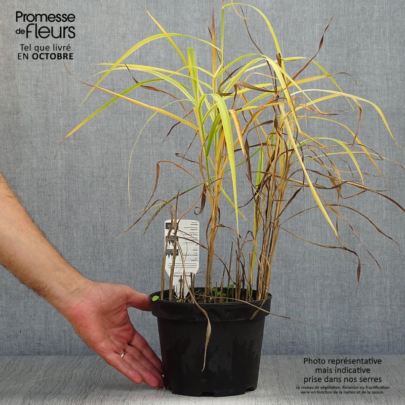 Ejemplar de Miscanthus sinensis Purpurascens Maceta 2L/3L entregado en otoño