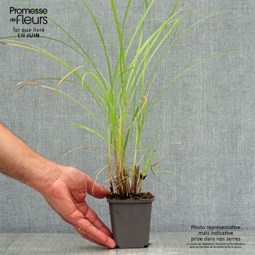 Ejemplar de Miscanthus sinensis Red Chief - Roseau de Chine Godet de 9cm entregado en verano