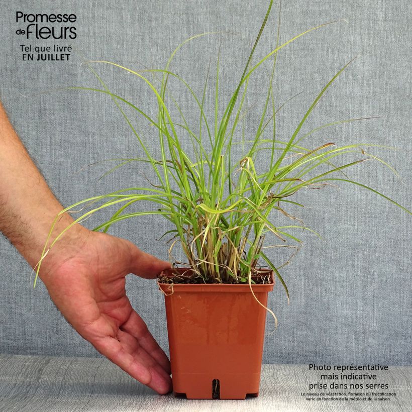 Ejemplar de Miscanthus sinensis Red Chief - Roseau de Chine Pot de 1.5L/2L entregado en verano