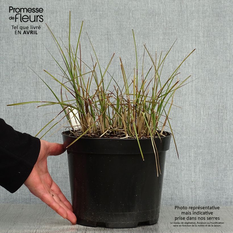 Miscanthus sinensis Red Chief - Roseau de Chine - Pot de 4L/5L Ejemplar entregado en la primavera