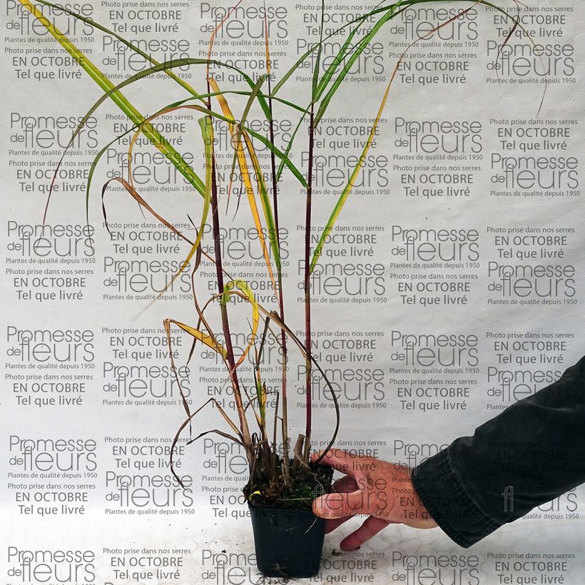 Ejemplo de ejemplar de Miscanthus sinensis Roland - Roseau de Chine Godet de 9cm tal y como se entrega