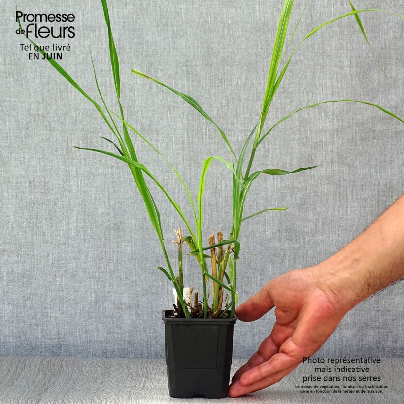 Ejemplar de Miscanthus sinensis Silberfeder - Roseau de Chine en godet de 9 cm entregado en verano