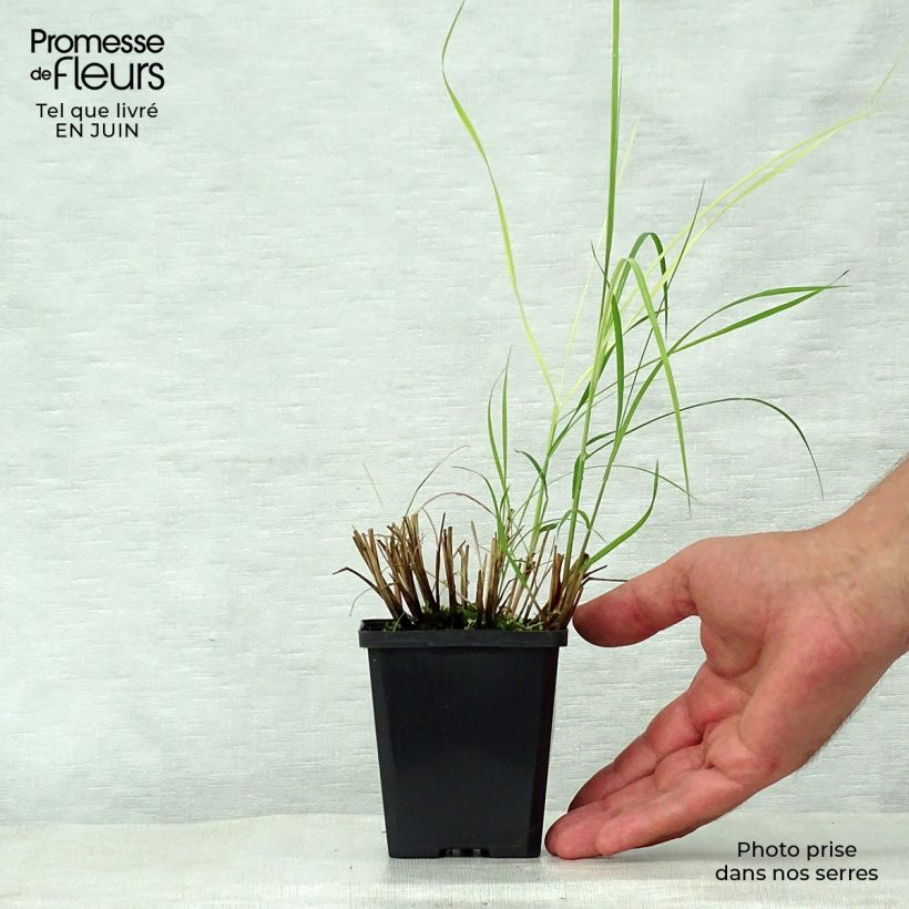Ejemplar de Miscanthus sinensis Silberspinne Maceta de 8/9 cm entregado en verano
