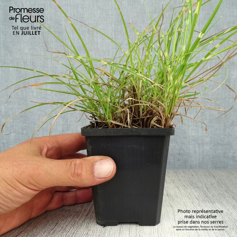 Ejemplar de Miscanthus sinensis Strictus Dwarf - Roseau de Chine Godet de 8/9 cm entregado en verano