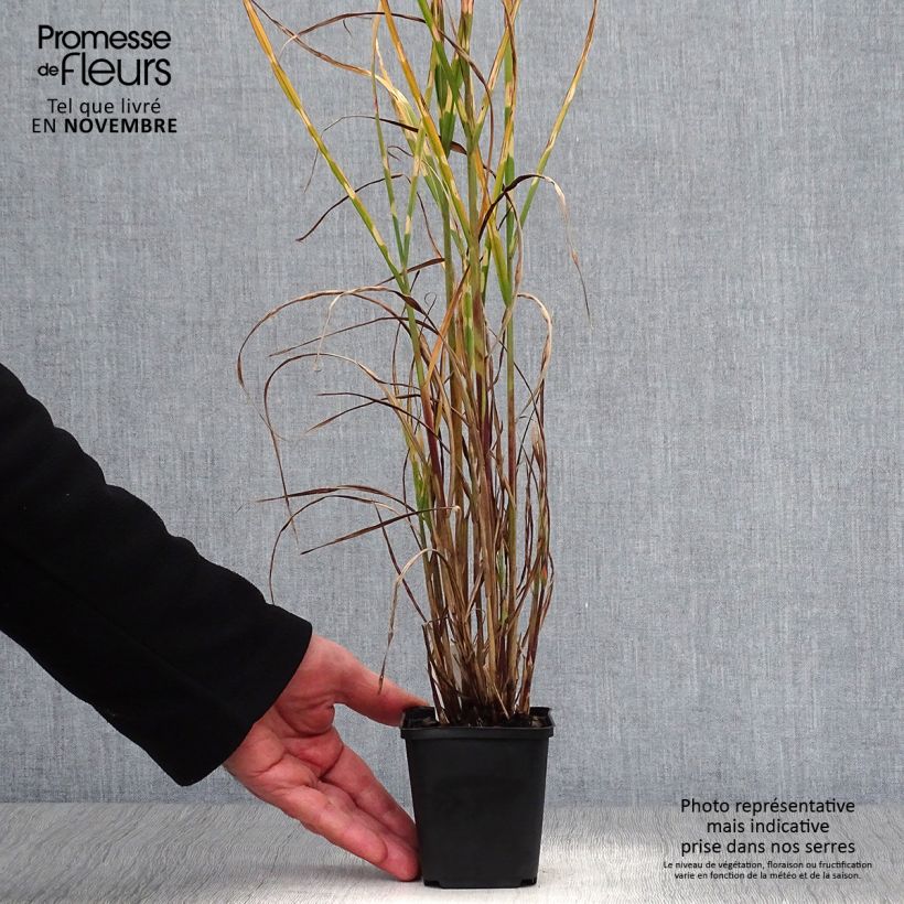 Ejemplar de Miscanthus sinensis Strictus Maceta de 8/9 cm entregado en otoño