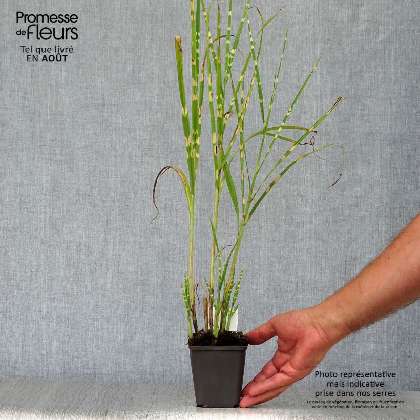 Ejemplar de Miscanthus sinensis Strictus - Roseau de Chine en godet de 9 cm entregado en verano