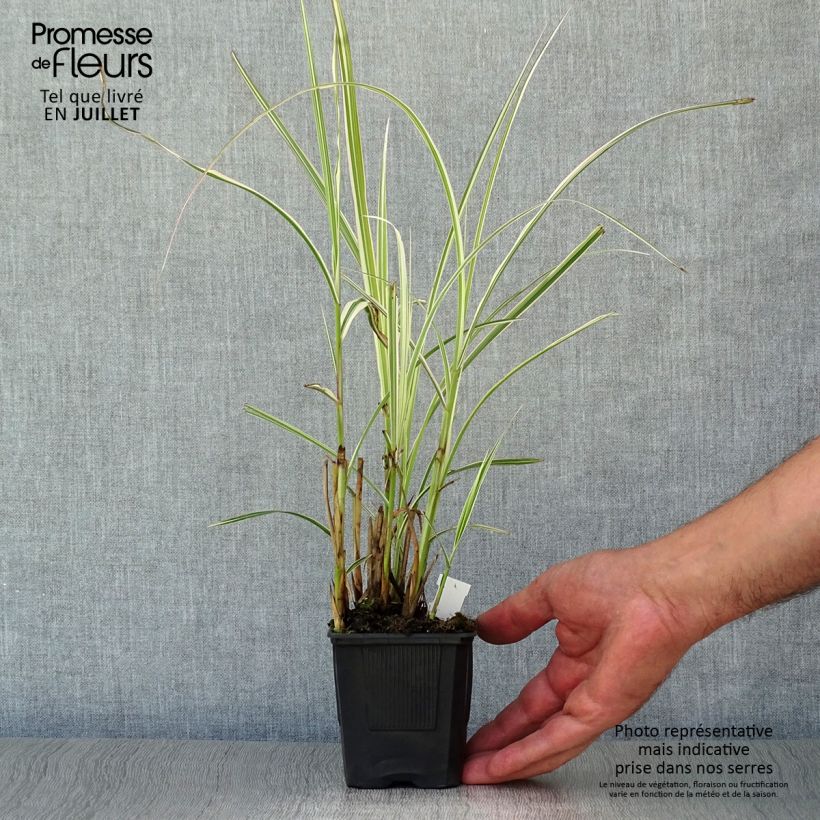 Ejemplar de Miscanthus sinensis Variegatus - Roseau de Chine en godet de 9 cm entregado en verano