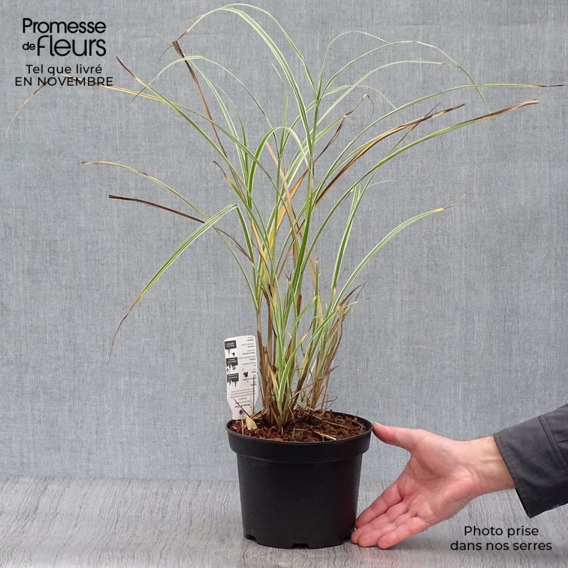 Ejemplar de Miscanthus sinensis Variegatus Maceta 2L/3L entregado en otoño