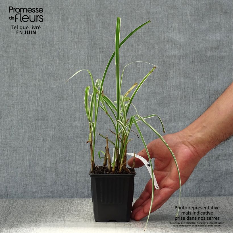 Ejemplar de Miscanthus sinensis Variegatus - Roseau de Chine en pot de 2L/3L entregado en verano