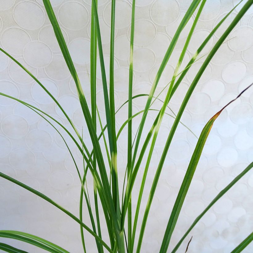 Miscanthus sinensis Zebrinus (Follaje)