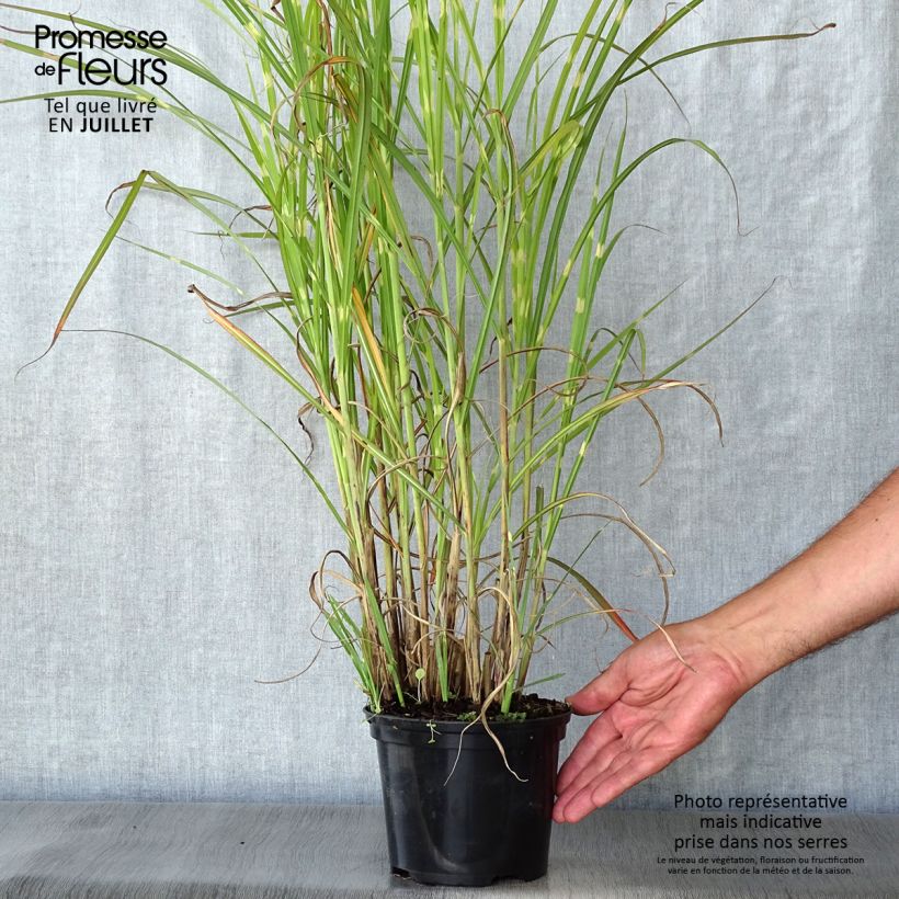 Ejemplar de Miscanthus sinensis Zebrinus - Roseau de Chine en pot de 2L/3L entregado en verano