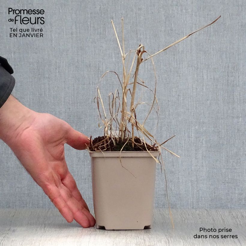 Miscanthus giganteus Alligator Maceta de 10 cm/11 cm Ejemplar entregado en invierno