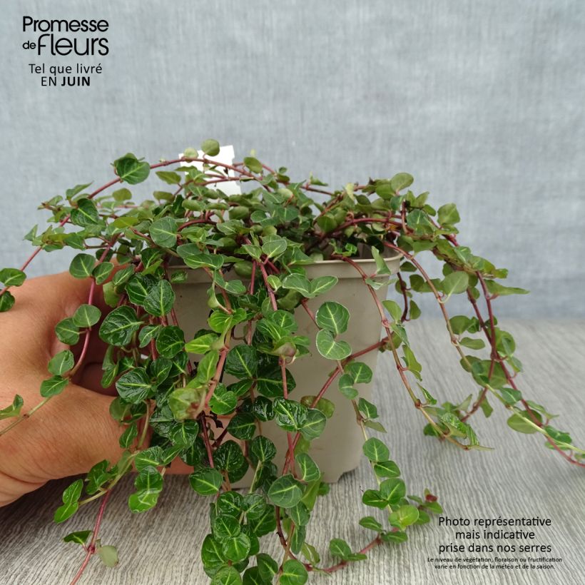 Ejemplar de Mitchella repens - Pain de perdrix                       Godet de 8/9 cm entregado en verano